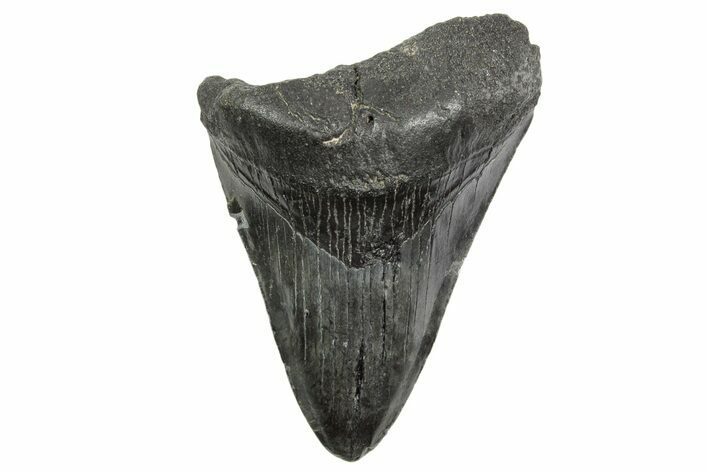 Fossil Megalodon Tooth - South Carolina #368397